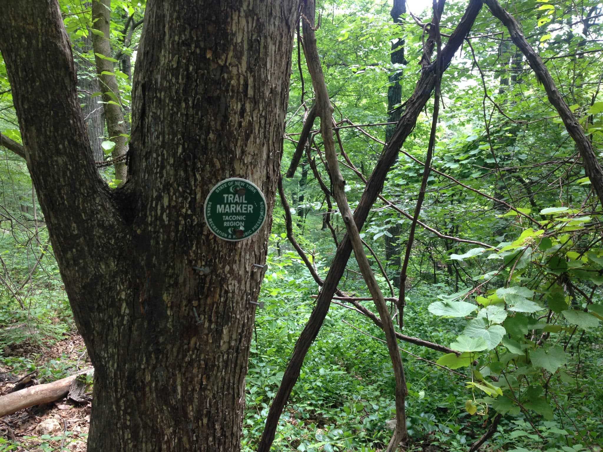 The bottom of the Breakneck Ridge Loop in the Hudson River Valley, New York, June, 2017. Photo by Jaime Cho.