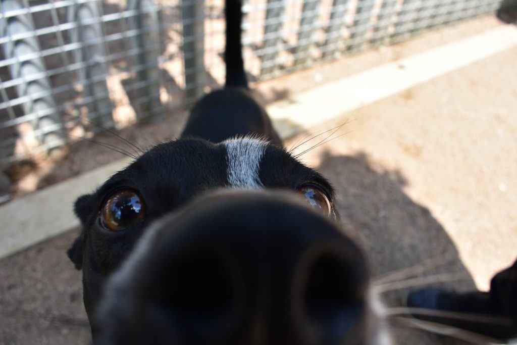 Benny checks out my camera in Klyde Warren's dog park.