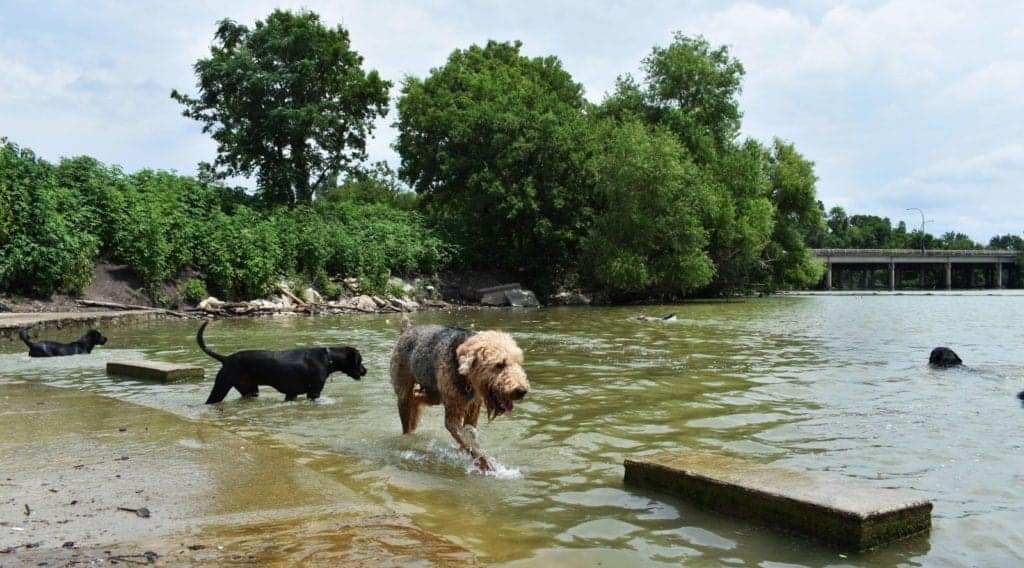 Dogs play in the lake at White Rock Lake, Dallas, Texas. Photo by Vivian Farmer.