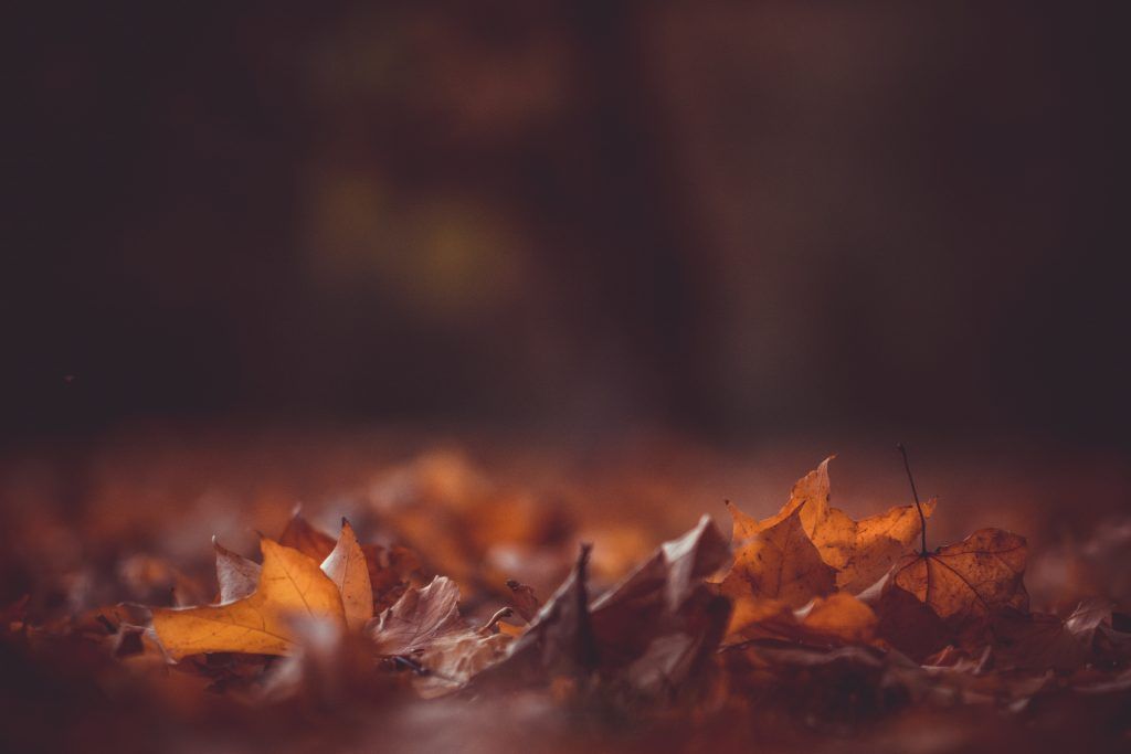 Photo by Kristian Seedorff on Unsplash. Fall, autumn