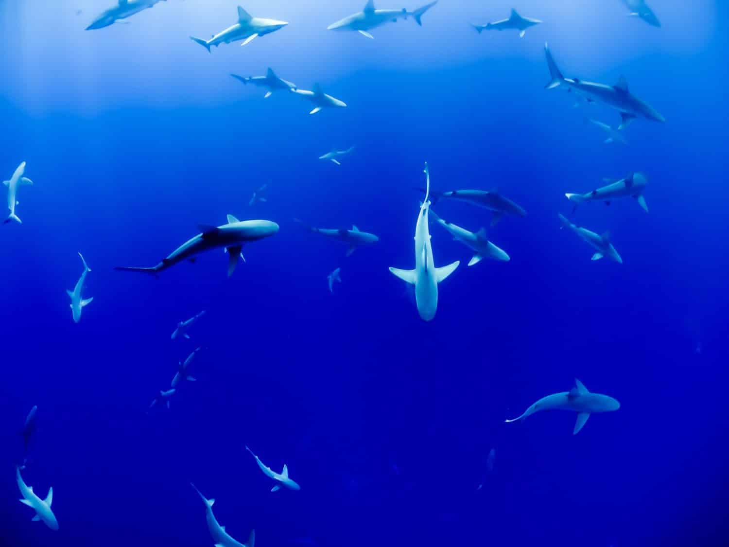 A group of sharks in deep blue water.