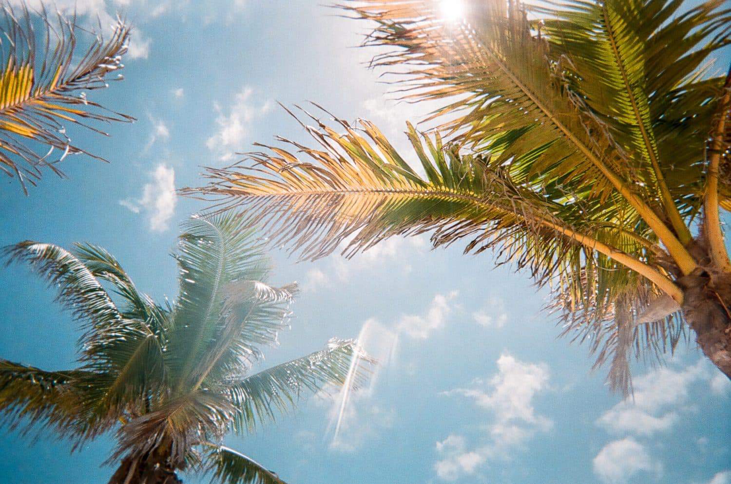 Palm trees and the sky in Florida.