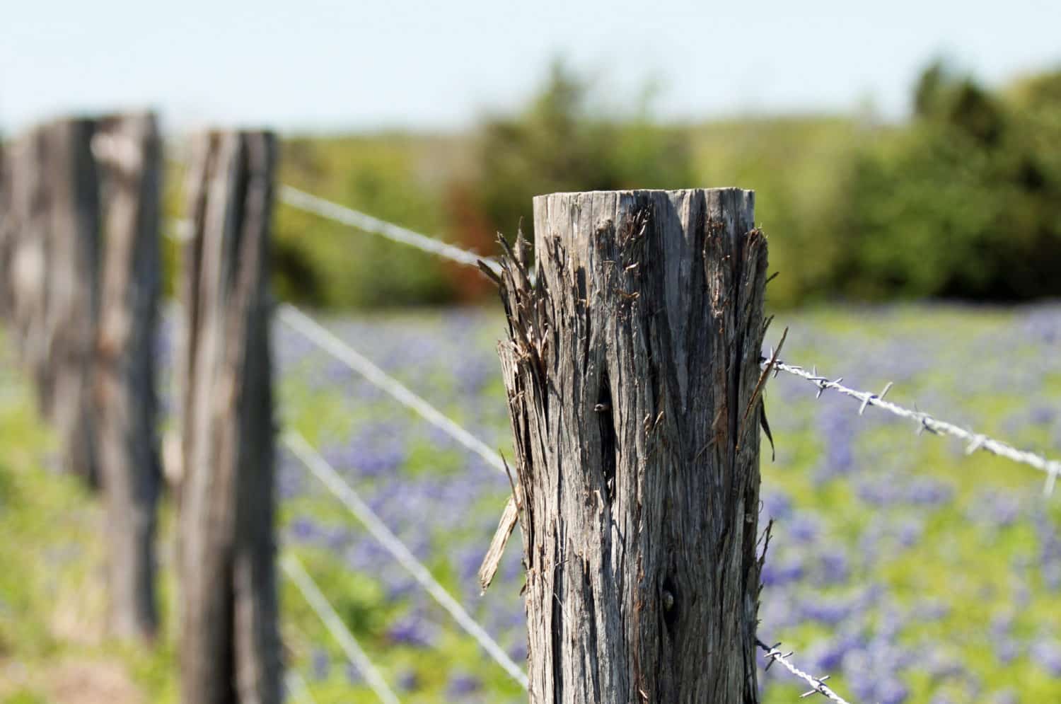 A fence and bluebonnets in The Texas Hill Country region.