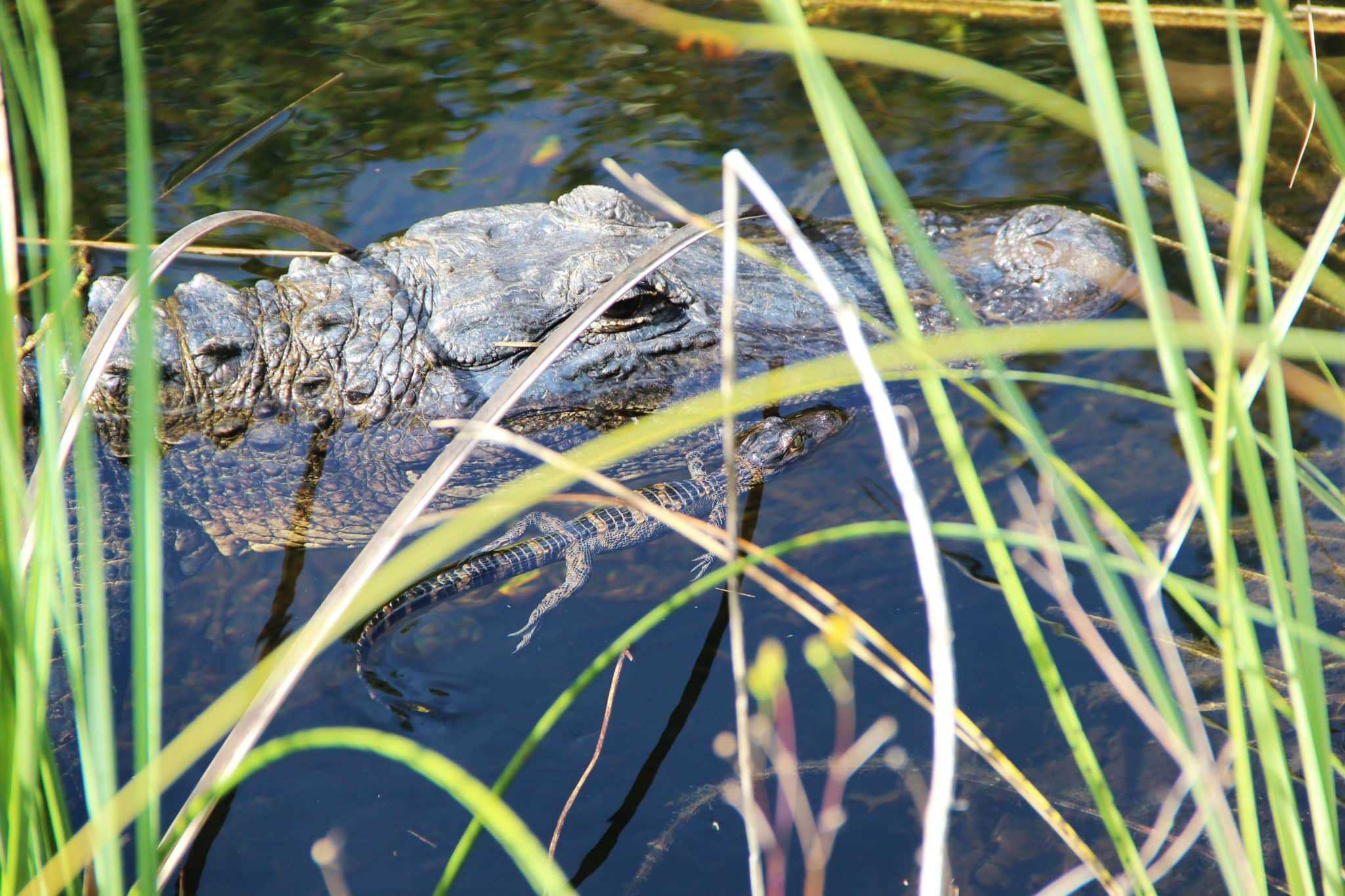 An alligator in a marsh.