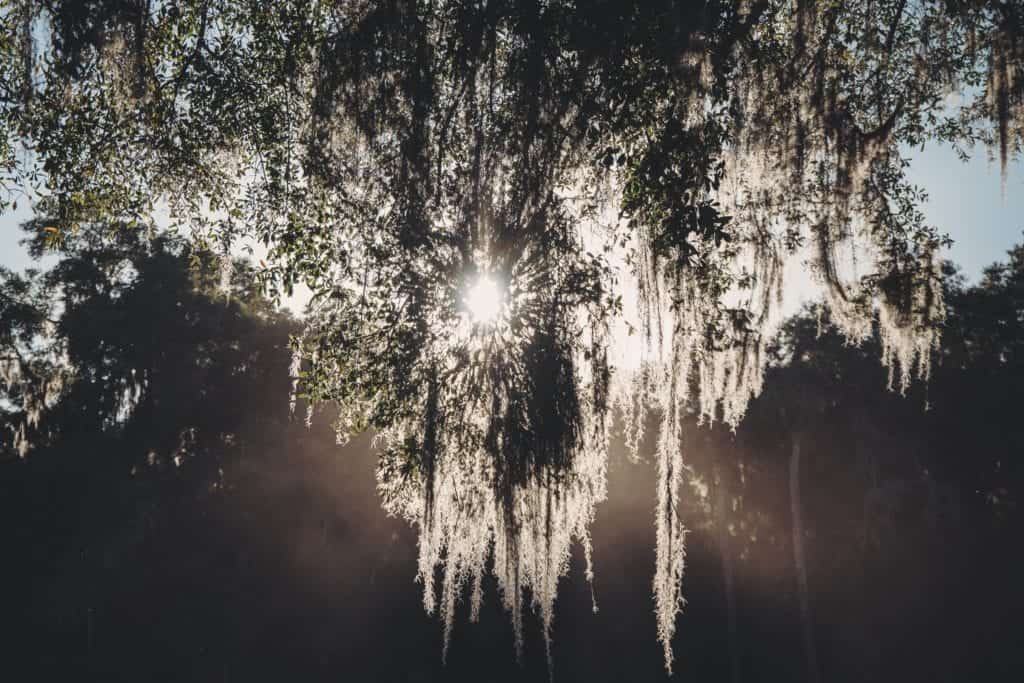 Hanging moss backlit by the sun.