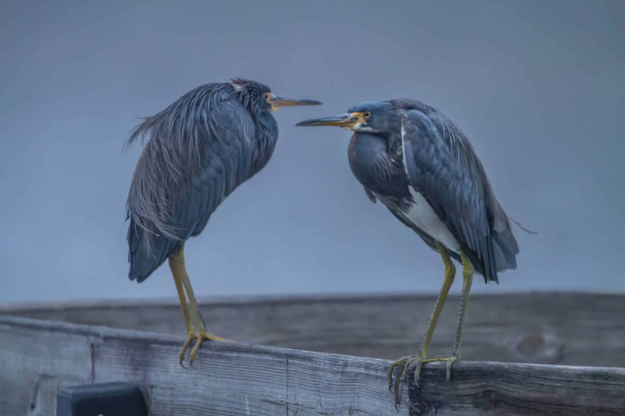 Two blue herons sitting on a wooden structure.