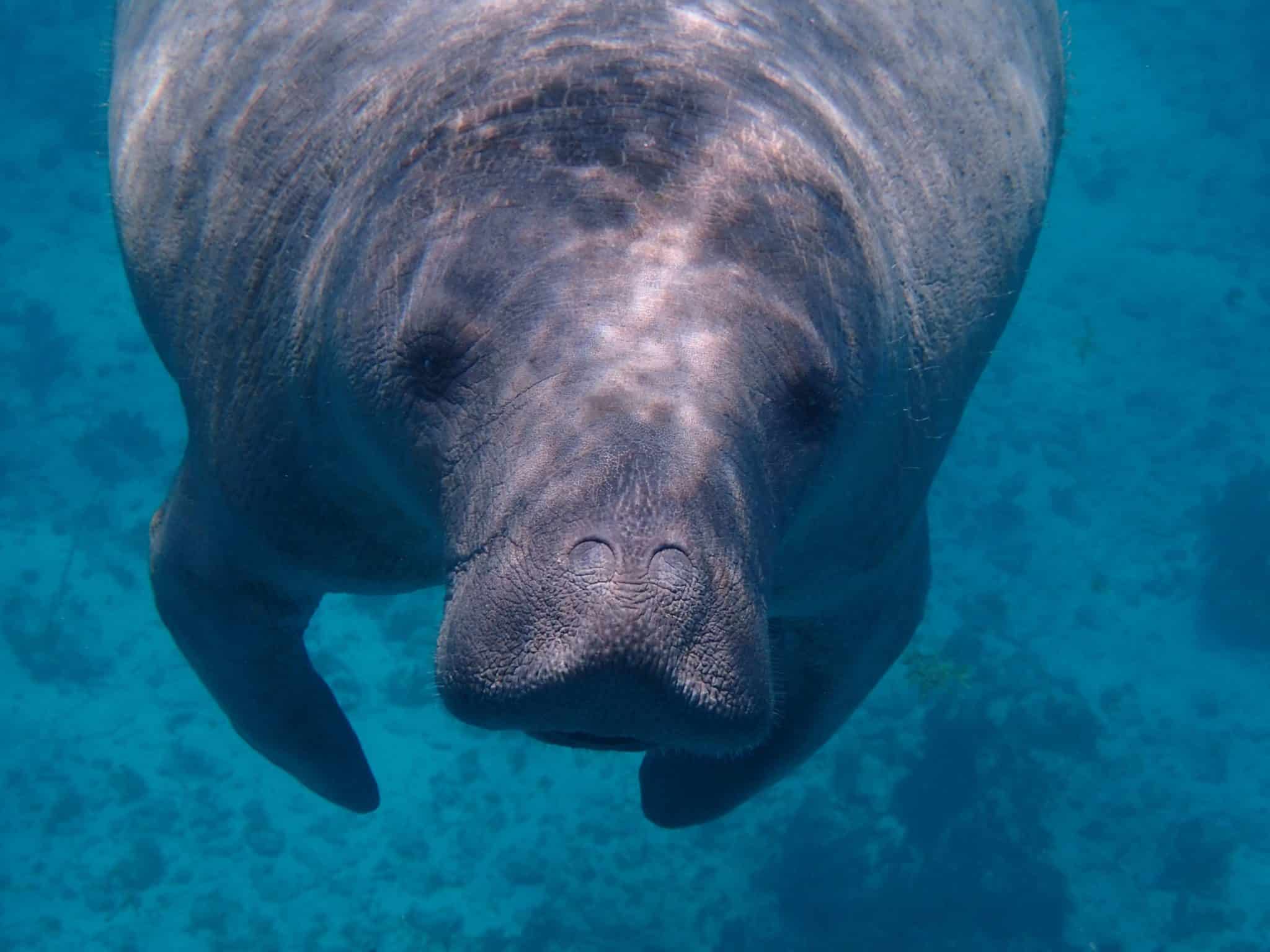A manatee in clear water.