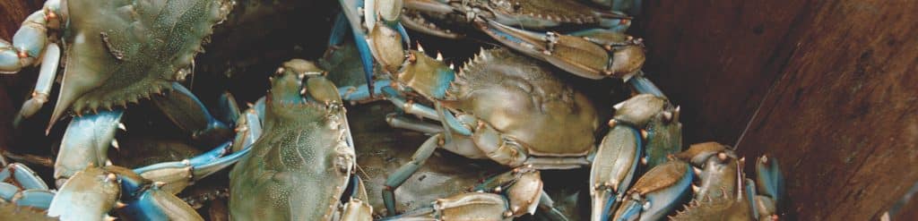 Blue crabs