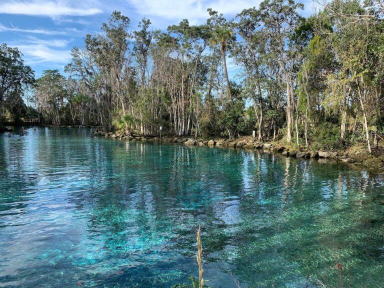 Swimming with Manatees at Crystal River National Wildlife Refuge