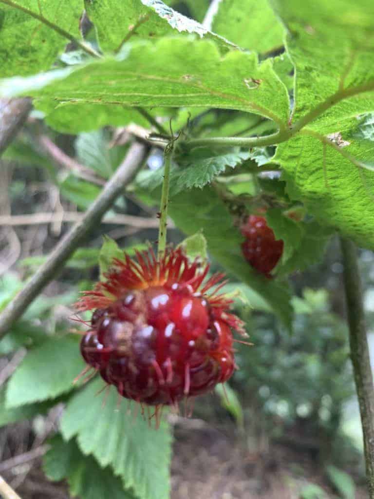 Native Hawaiian Raspberry. 