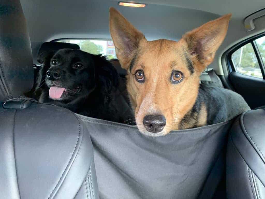 Two dogs in a car.
