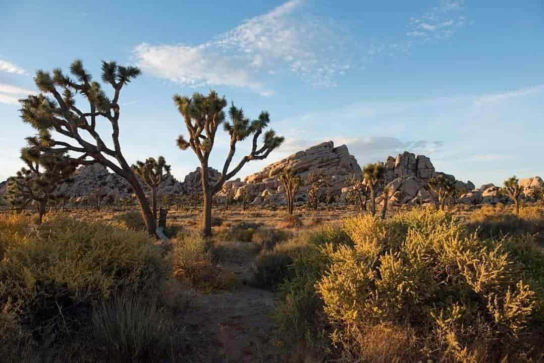 Twentynine Palms: Gateway to Joshua Tree National Park and Mojave ...