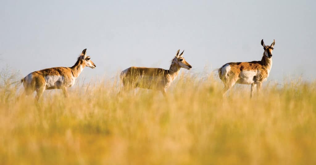 Pronghorn on the prarie.