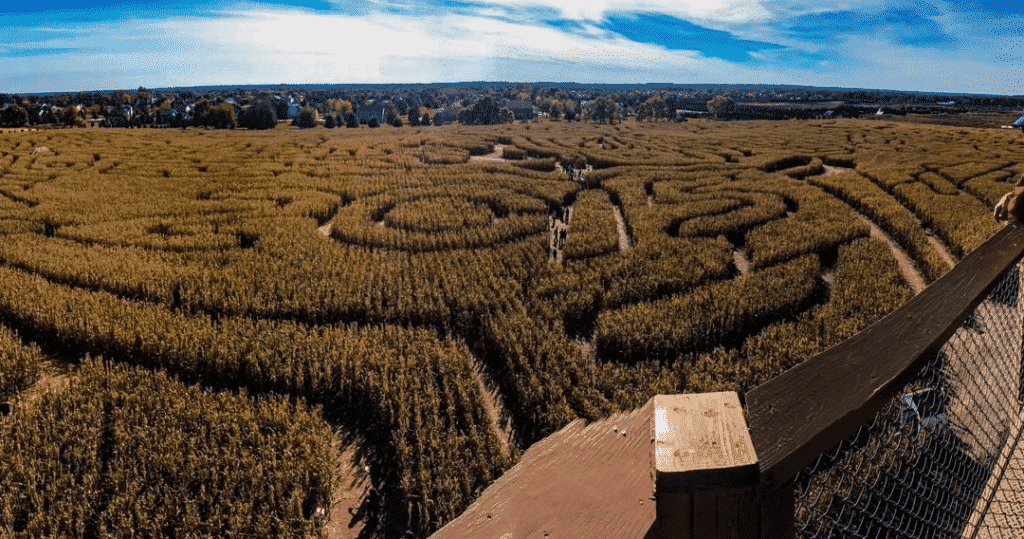 Richardson Corn Maze. 