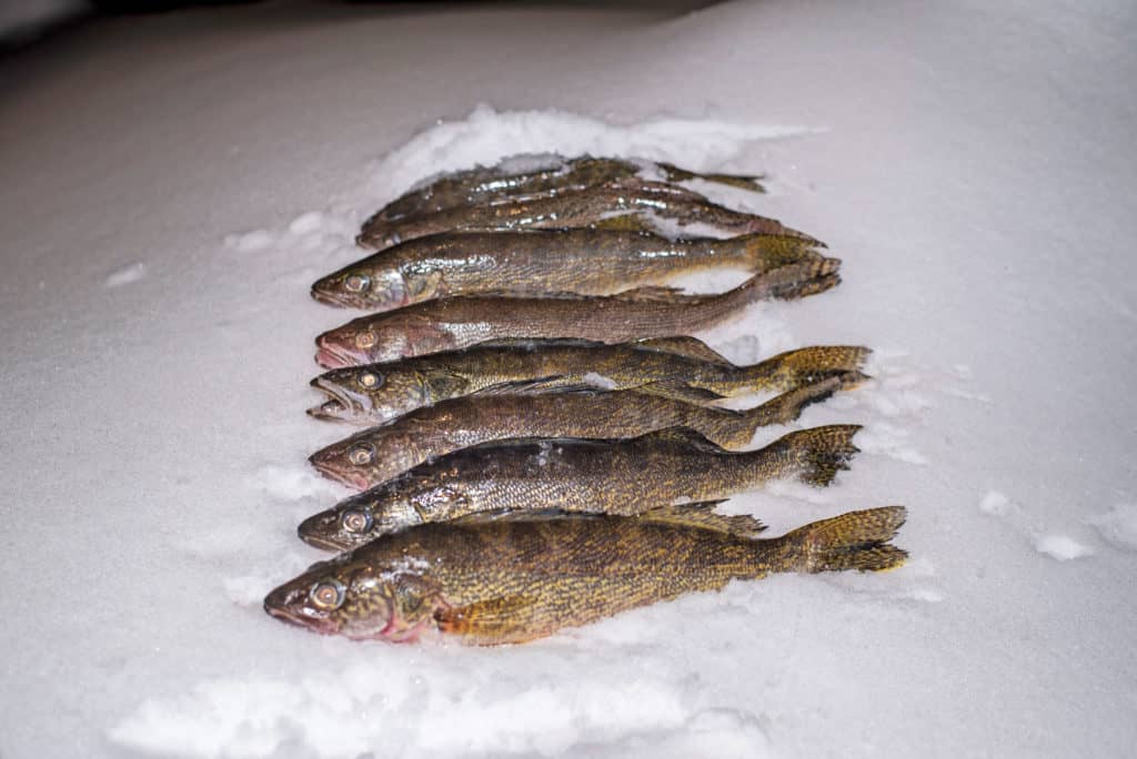 Walleye and sauger catch.