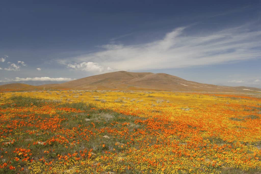 Antelope Valley California Poppy Reserve.
