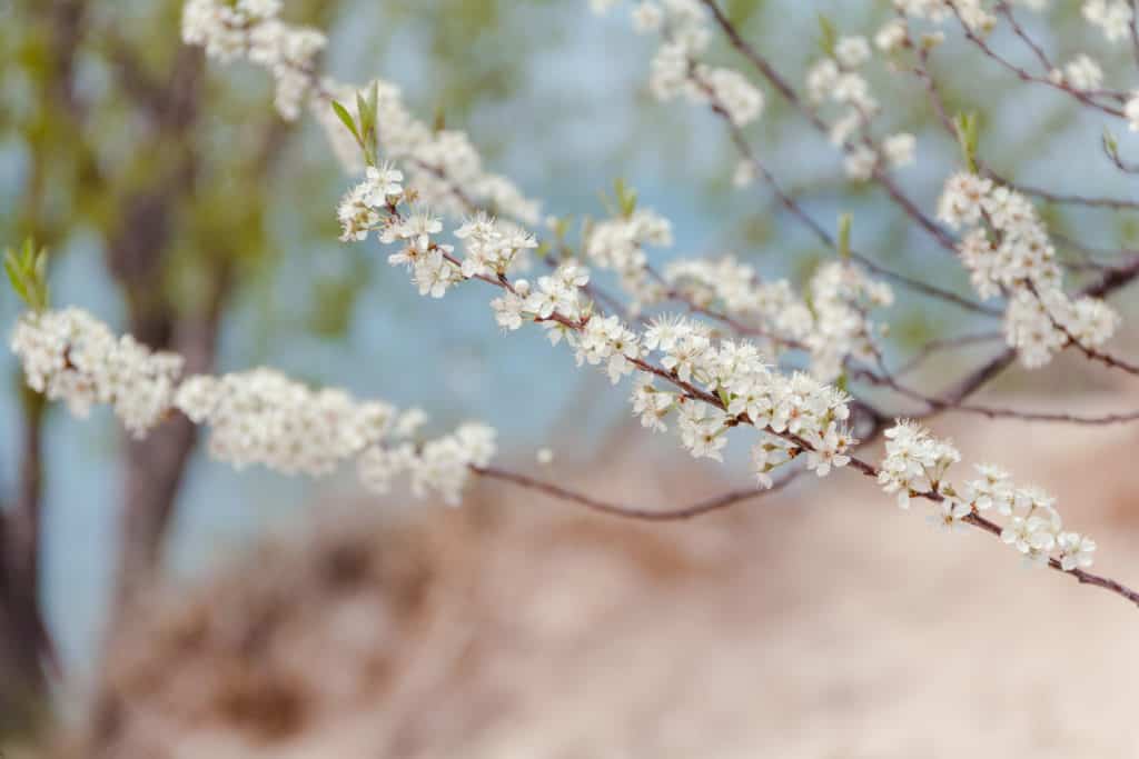 White flowers of Great Lakes Sandcherry at Indiana Dunes National Park.