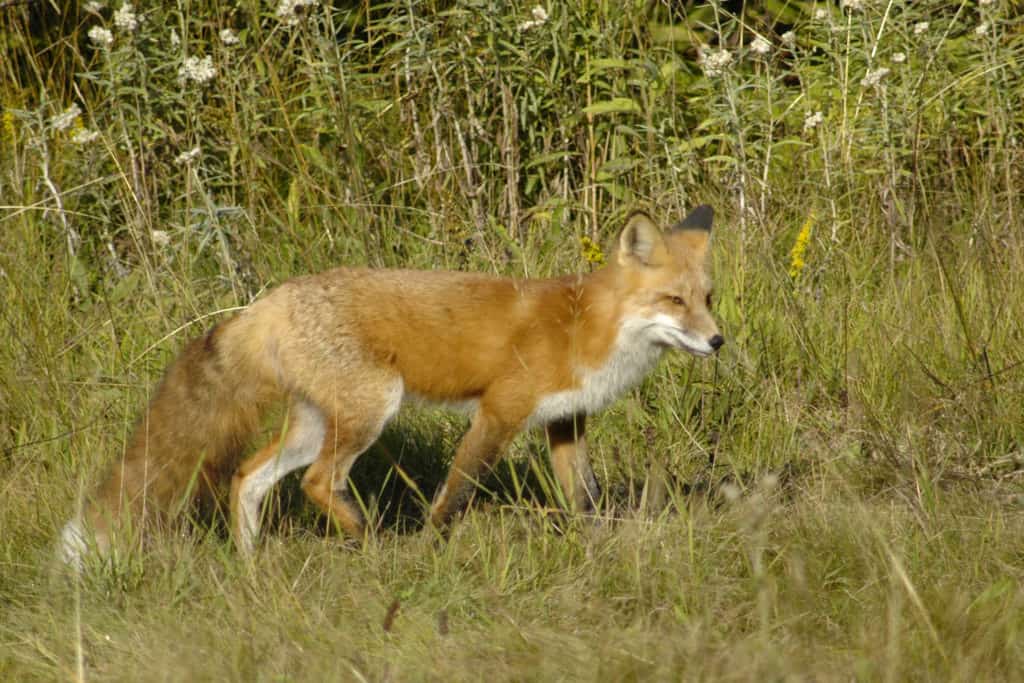 A red fox at Daisy Farm Campground on Isle Royale National Park in Lake Superior