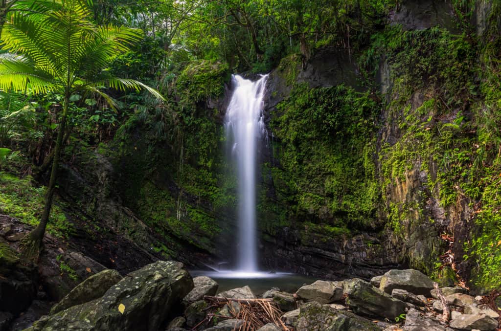 El Yunque National Forest.