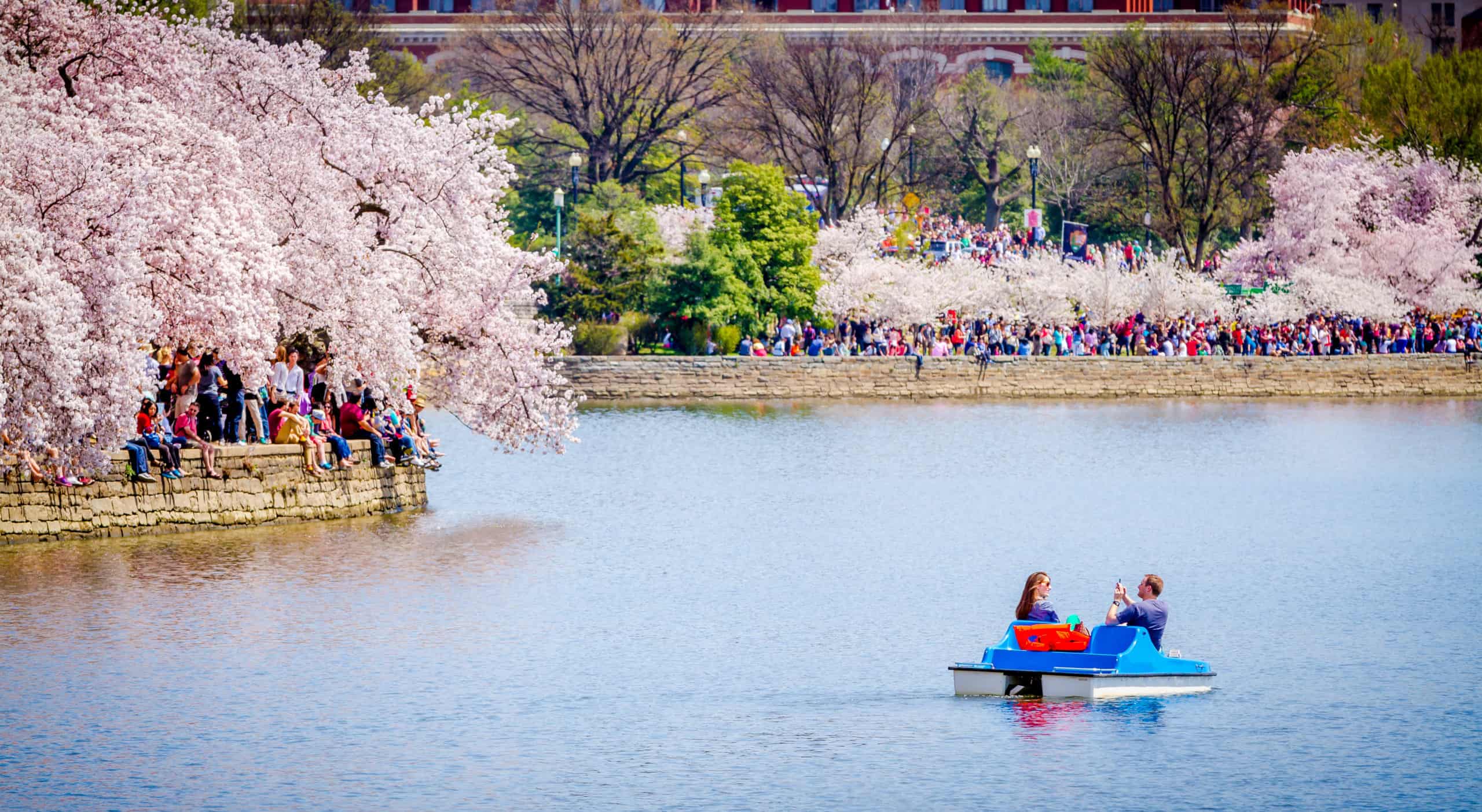 Cherry blossoms & Juan Soto: Huge in Japan, DC
