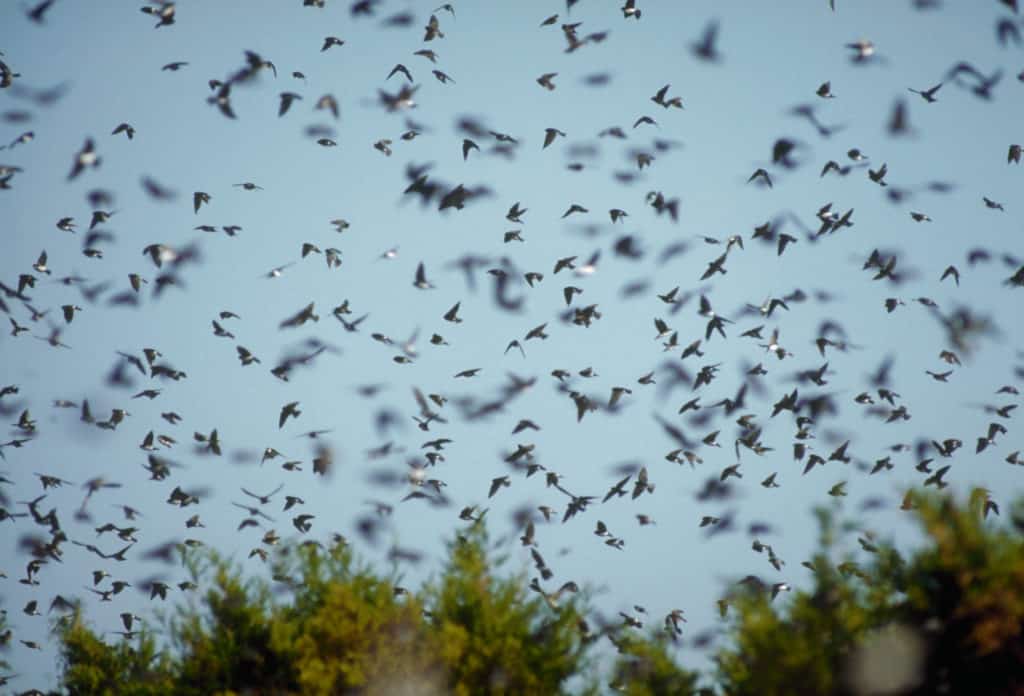 Migrating Tree Swallows in Flight.