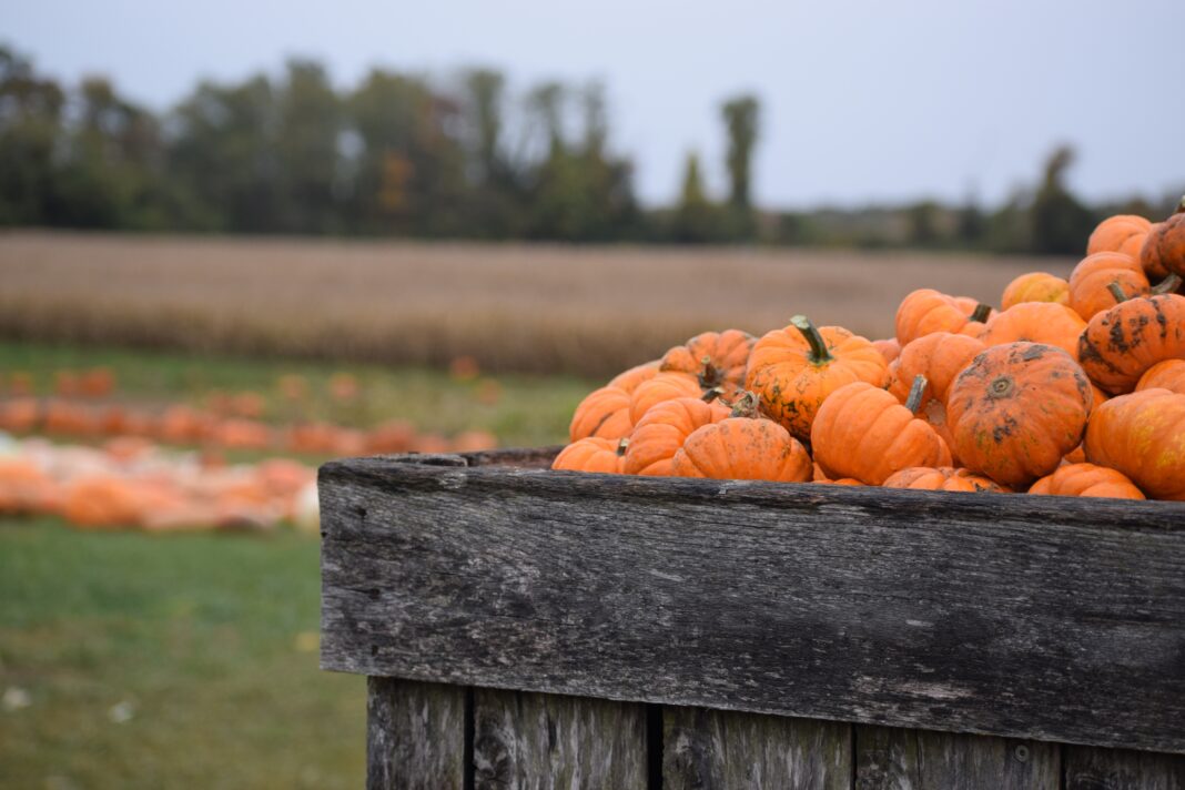 Fall Festivities 5 MustVisit Pumpkin Patches in New Jersey Places