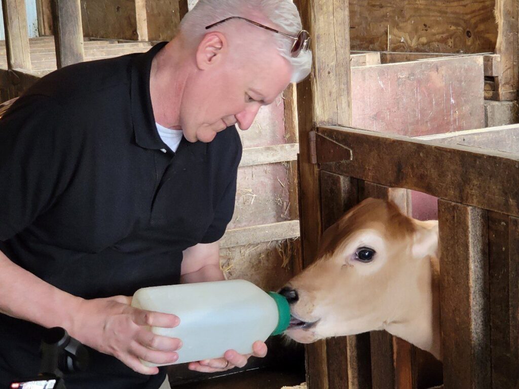 A man wearing a black shirt and sunglasses on his head is bottle-feeding a young calf through wooden barn rails. The calf is eagerly drinking from the bottle.