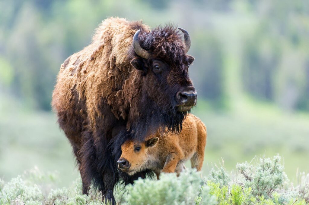 A large adult bison stands protectively over a small bison calf in a lush, green field with blurred vegetation in the background.