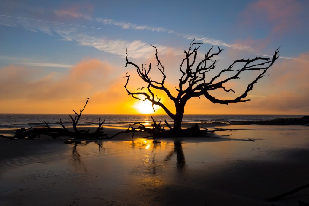A sunset on the beach with driftwood and petrified trees. 