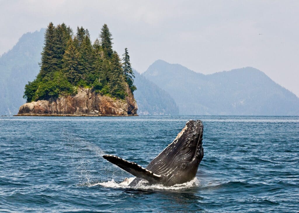 A humpback whale breaching in the ocean with a small, tree-covered island in the background. The sky is overcast, and there are distant mountains visible on the horizon.