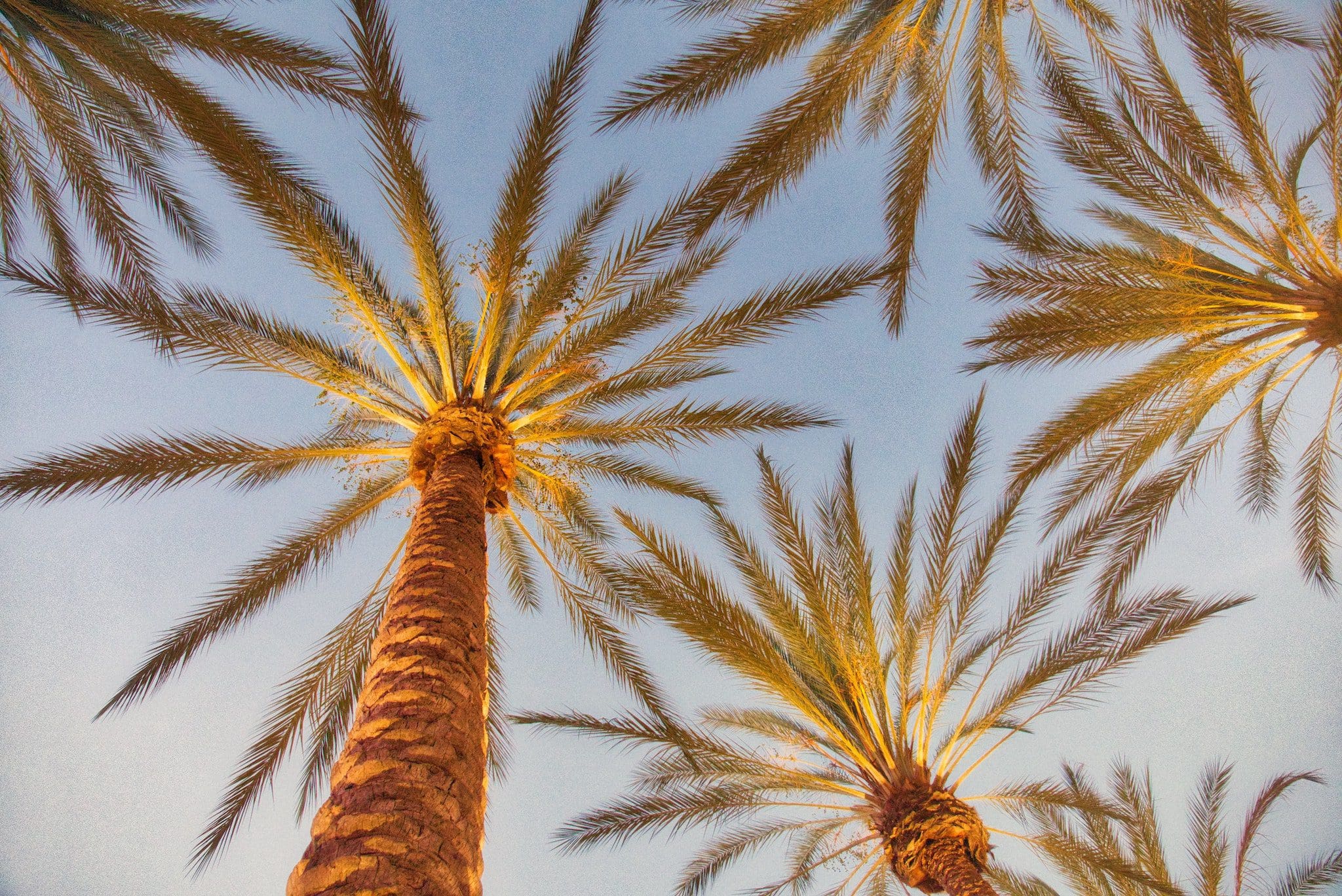 View from below of several tall palm trees with long fronds, their trunks illuminated by warm light, set against a clear blue sky.