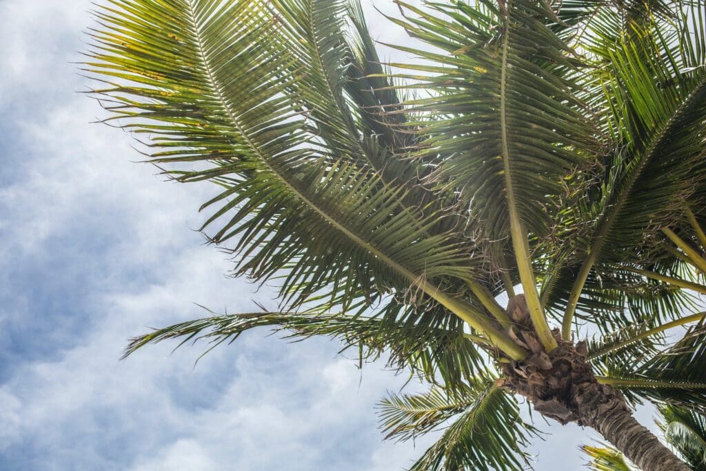 Upward view of a palm tree with lush green fronds against a partly cloudy sky. Sunlight filters through the leaves, creating a tropical and serene atmosphere.