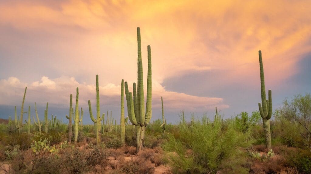 A desert landscape features tall saguaro cacti under a dramatic sky, filled with vibrant orange and pink clouds as the sun sets. The scene is framed with low shrubs and dry grasses.