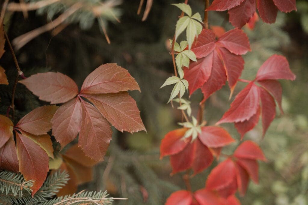 Red and green ivy leaves climbing along a branch. The leaves are vibrant and multi-lobed, contrasting against a blurred background of greenery.