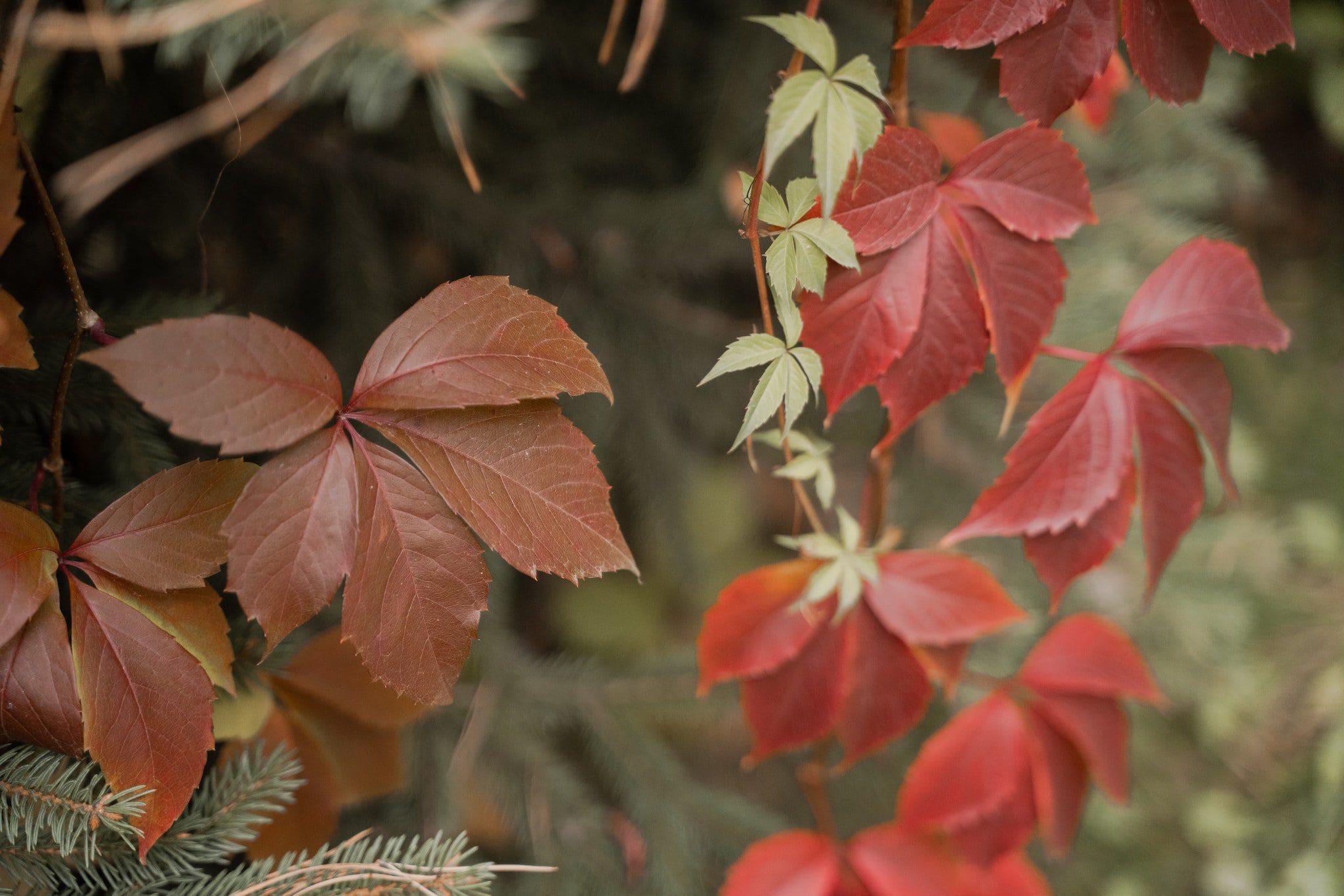 Red and green ivy leaves climbing along a branch. The leaves are vibrant and multi-lobed, contrasting against a blurred background of greenery.