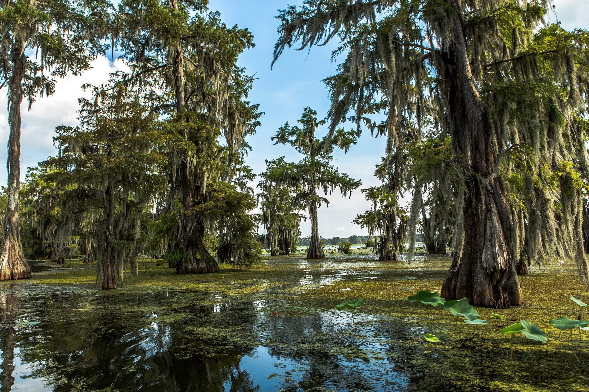 A serene swamp landscape with tall, moss-covered cypress trees reflected in the calm water. Green lily pads and algae float on the waters surface. The sky is partly cloudy, creating a tranquil and lush environment.
