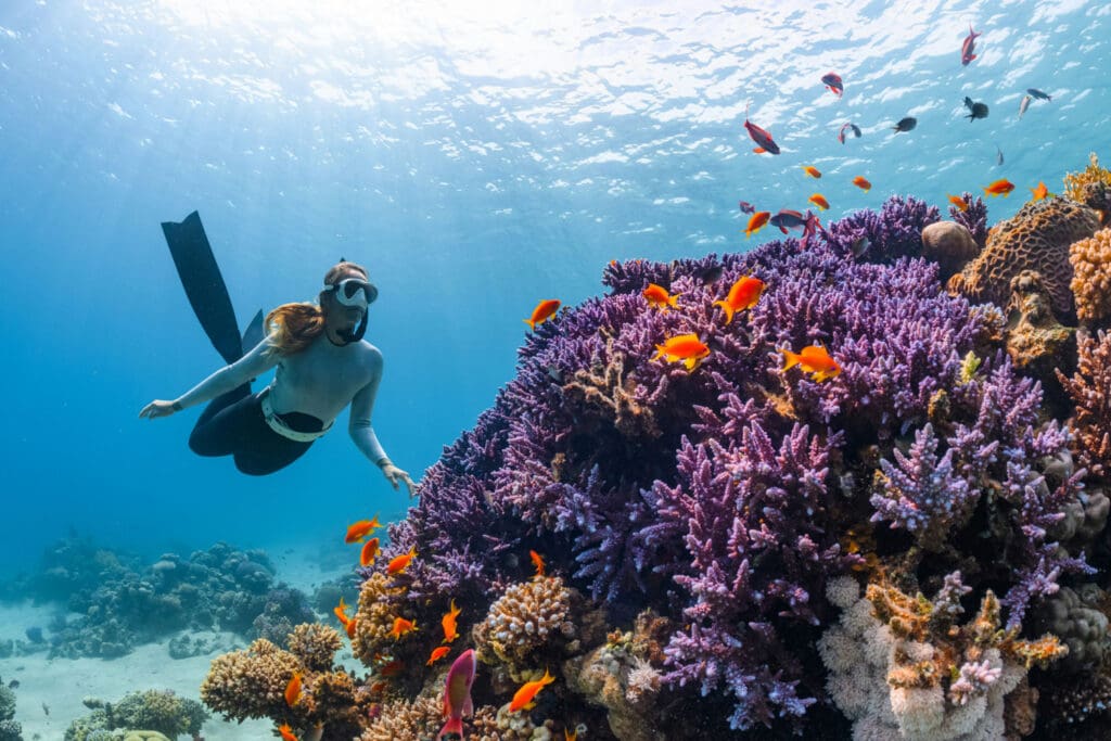 A snorkeler in a wetsuit swims underwater near a vibrant coral reef. The reef is adorned with bright purple corals and surrounded by small orange fish. Sunlight filters through the clear blue water above.