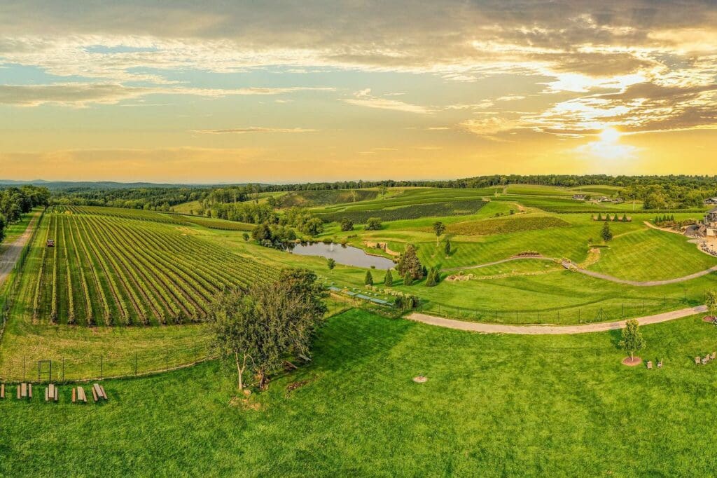 A scenic landscape of a vineyard at sunset, featuring rows of grapevines, rolling hills, a small pond, and a tree in the foreground. The sky is partly cloudy with a warm, golden light illuminating the scene.