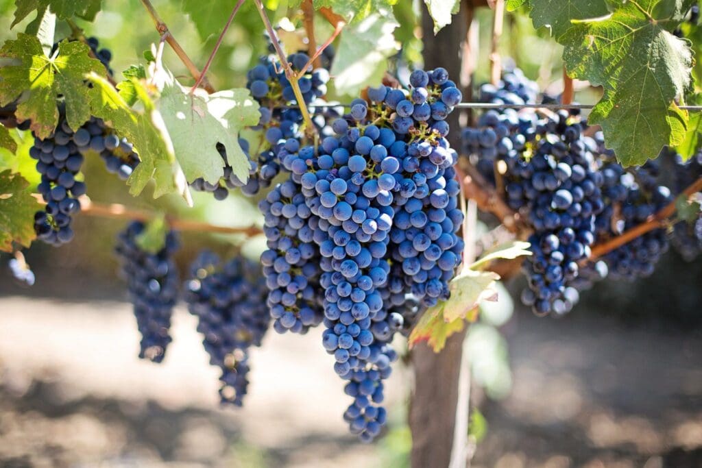 Clusters of ripe, dark purple grapes hang from a vine, surrounded by green leaves. Sunlight filters through, highlighting the glossy texture of the grapes and casting soft shadows on the ground.