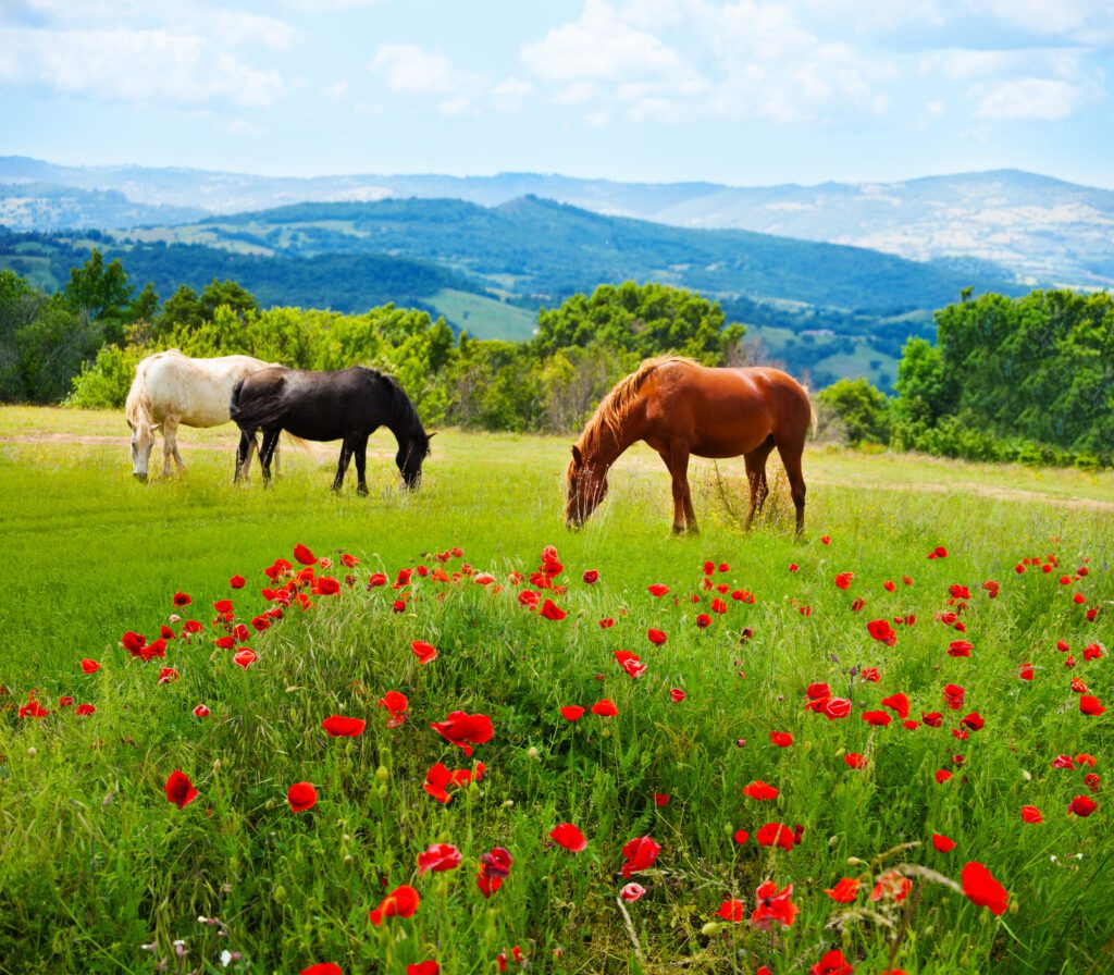 Three horses—one white, one black, and one brown—graze in a green field dotted with red poppies, with rolling hills and a blue sky in the background.
