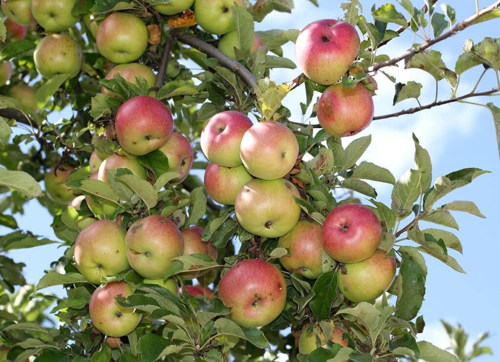 A branch of an apple tree laden with numerous ripe apples, displaying shades of red, green, and yellow. The lush green leaves surround the apples, and a clear blue sky is visible in the background.