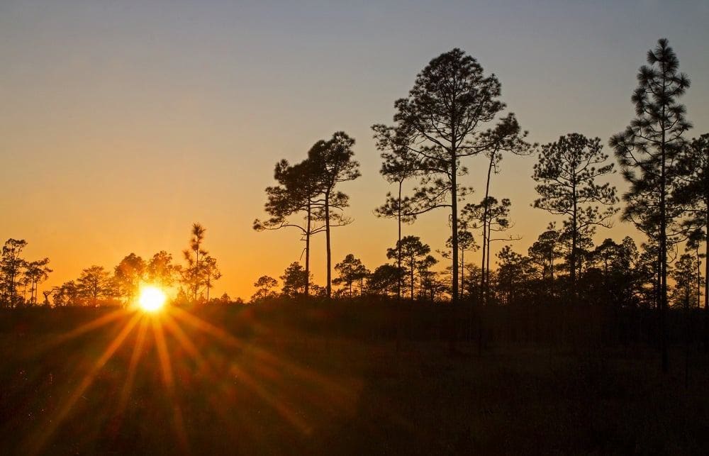 Apalachicola National Forest in Florida.
