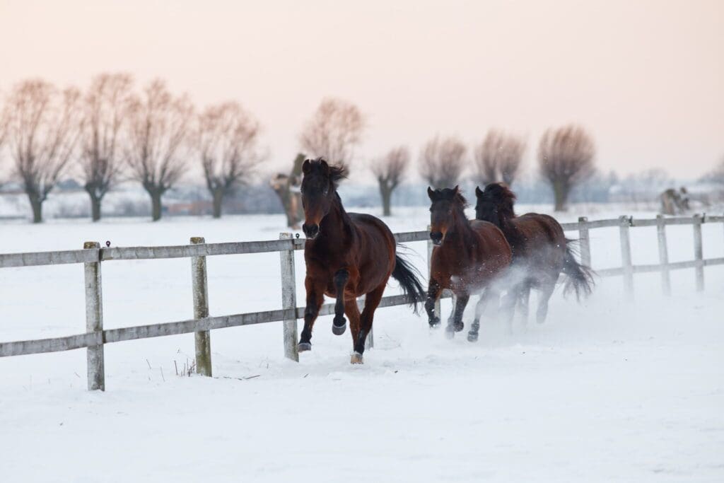 Horses gallop through snow along a fenced path, with bare trees lining the distant horizon under a pale sky.