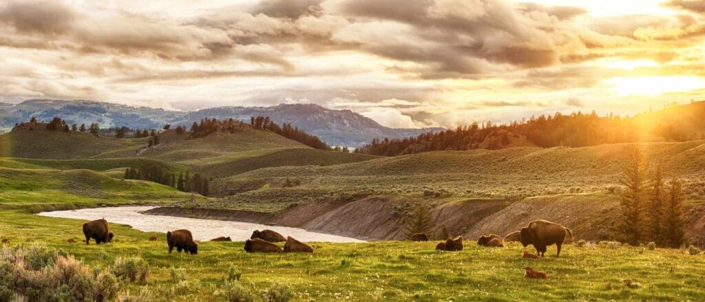 A picturesque landscape with bison grazing on a lush green field. Rolling hills extend into the distance, highlighted by a soft morning or evening sun. A river winds through the scene, and a mountainous backdrop is visible under a partly cloudy sky.