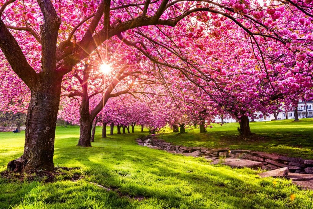 A serene park scene with a row of blossoming cherry trees, their branches filled with vibrant pink flowers. Sunlight filters through the trees, casting shadows on the lush green grass, while a small, rocky creek runs alongside.