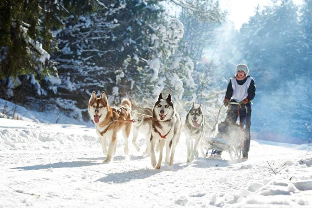 Dog sledding across the snow with huskies.