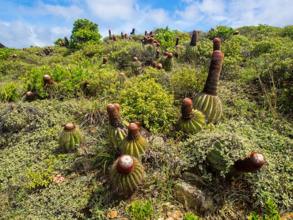 A landscape featuring numerous cacti with brown, wool-like tops, surrounded by green shrubs and vegetation. The sky is partly cloudy, and the terrain is slightly hilly, with lush greenery in the background.