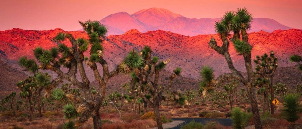 Sunset view of a desert landscape with Joshua trees in the foreground. The sky is orange, casting a red glow on distant mountains. A winding road cuts through the desert, with a yellow road sign visible on the right.
