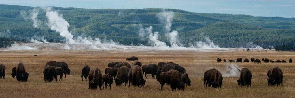 A herd of bison grazes in a Yellowstone National Park meadow. In the background, steam rises from geothermal geysers against a backdrop of lush green forests. The sky is clear, creating a serene natural scene.