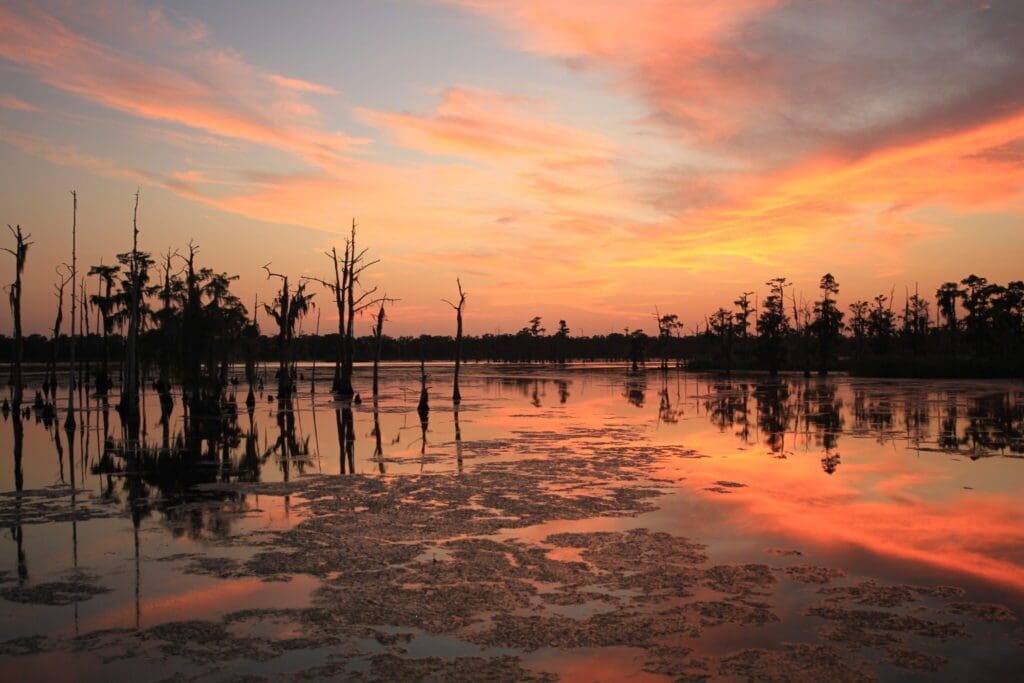 Sunset over a tranquil swamp, with silhouetted trees and a reflective water surface. The sky is painted in soft hues of orange, pink, and purple, creating a serene and picturesque scene.